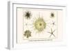 Crinoids, Gorgon's Head, Feather Stars, Brittle Stars-Albertus Seba-Framed Art Print