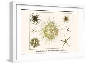 Crinoids, Gorgon's Head, Feather Stars, Brittle Stars-Albertus Seba-Framed Art Print