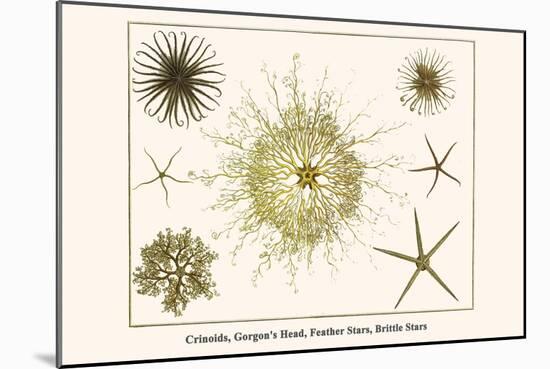 Crinoids, Gorgon's Head, Feather Stars, Brittle Stars-Albertus Seba-Mounted Art Print