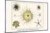 Crinoids, Gorgon's Head, Feather Stars, Brittle Stars-Albertus Seba-Mounted Art Print