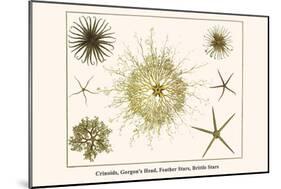 Crinoids, Gorgon's Head, Feather Stars, Brittle Stars-Albertus Seba-Mounted Art Print