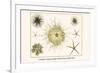 Crinoids, Gorgon's Head, Feather Stars, Brittle Stars-Albertus Seba-Framed Art Print