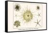 Crinoids, Gorgon's Head, Feather Stars, Brittle Stars-Albertus Seba-Framed Stretched Canvas