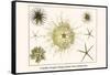 Crinoids, Gorgon's Head, Feather Stars, Brittle Stars-Albertus Seba-Framed Stretched Canvas