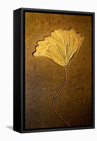 Crinoids II-Douglas Taylor-Framed Stretched Canvas