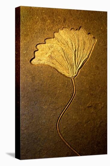 Crinoids II-Douglas Taylor-Stretched Canvas