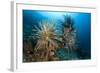 Crinoids (Oxycomanthus Bennetti) Menjangan Island, Bali Island, Indonesia, Pacific Ocean-Franco Banfi-Framed Photographic Print