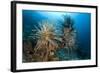 Crinoids (Oxycomanthus Bennetti) Menjangan Island, Bali Island, Indonesia, Pacific Ocean-Franco Banfi-Framed Photographic Print