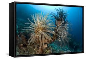 Crinoids (Oxycomanthus Bennetti) Menjangan Island, Bali Island, Indonesia, Pacific Ocean-Franco Banfi-Framed Stretched Canvas