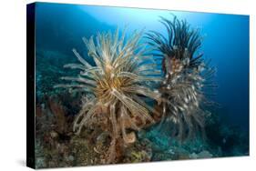 Crinoids (Oxycomanthus Bennetti) Menjangan Island, Bali Island, Indonesia, Pacific Ocean-Franco Banfi-Stretched Canvas