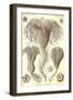 Crinoids-Ernst Haeckel-Framed Art Print