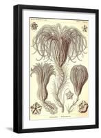 Crinoids-Ernst Haeckel-Framed Art Print