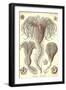 Crinoids-Ernst Haeckel-Framed Art Print