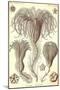 Crinoids-Ernst Haeckel-Mounted Art Print