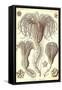 Crinoids-Ernst Haeckel-Framed Stretched Canvas