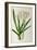 Crinum Americanum, from Les Liliacees, 1805-16-Pierre-Joseph Redouté-Framed Giclee Print