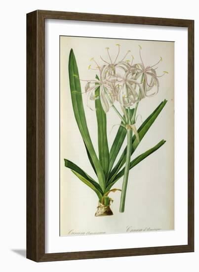 Crinum Americanum, from Les Liliacees, 1805-16-Pierre-Joseph Redouté-Framed Giclee Print