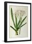 Crinum Americanum, from Les Liliacees, 1805-16-Pierre-Joseph Redouté-Framed Giclee Print