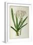 Crinum Americanum, from Les Liliacees, 1805-16-Pierre-Joseph Redouté-Framed Giclee Print