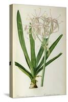 Crinum Americanum, from Les Liliacees, 1805-16-Pierre-Joseph Redouté-Stretched Canvas