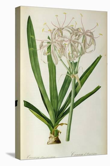 Crinum Americanum, from Les Liliacees, 1805-16-Pierre-Joseph Redouté-Stretched Canvas