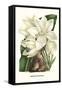 Crinum Giganteum - Medicinal-Louis Van Houtte-Framed Stretched Canvas