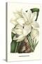 Crinum Giganteum - Medicinal-Louis Van Houtte-Stretched Canvas