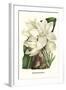 Crinum Giganteum - Medicinal-Louis Van Houtte-Framed Art Print