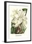 Crinum Giganteum - Medicinal-Louis Van Houtte-Framed Art Print