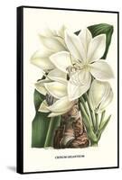 Crinum Giganteum - Medicinal-Louis Van Houtte-Framed Stretched Canvas