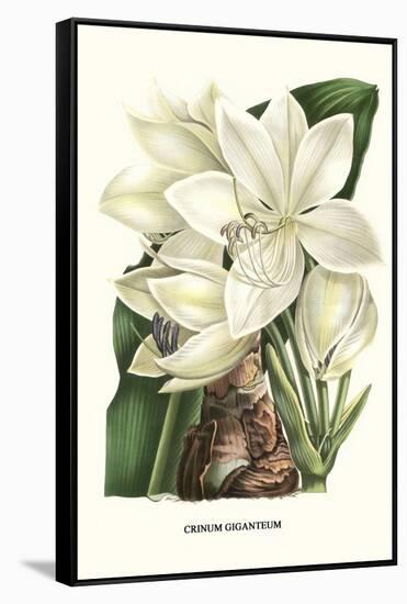 Crinum Giganteum - Medicinal-Louis Van Houtte-Framed Stretched Canvas