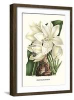 Crinum Giganteum - Medicinal-Louis Van Houtte-Framed Art Print