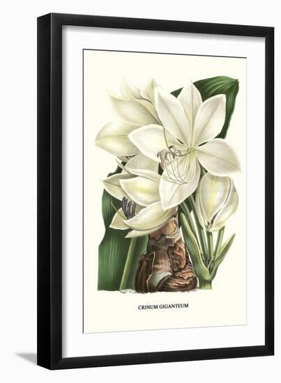 Crinum Giganteum - Medicinal-Louis Van Houtte-Framed Art Print