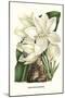 Crinum Giganteum - Medicinal-Louis Van Houtte-Mounted Art Print