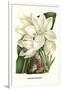 Crinum Giganteum - Medicinal-Louis Van Houtte-Framed Art Print