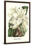 Crinum Giganteum - Medicinal-Louis Van Houtte-Framed Art Print