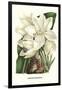 Crinum Giganteum - Medicinal-Louis Van Houtte-Framed Art Print