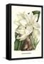 Crinum Giganteum - Medicinal-Louis Van Houtte-Framed Stretched Canvas