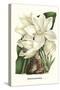 Crinum Giganteum - Medicinal-Louis Van Houtte-Stretched Canvas