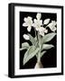 Crinum Giganteum - Noir-Pierre Joseph Redoute-Framed Giclee Print