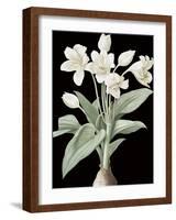 Crinum Giganteum - Noir-Pierre Joseph Redoute-Framed Giclee Print