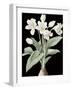 Crinum Giganteum - Noir-Pierre Joseph Redoute-Framed Giclee Print