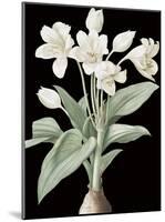 Crinum Giganteum - Noir-Pierre Joseph Redoute-Mounted Giclee Print