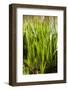 Crinum Lilies Grow in Pond-Richard T. Nowitz-Framed Photographic Print