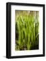 Crinum Lilies Grow in Pond-Richard T. Nowitz-Framed Photographic Print