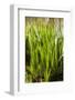 Crinum Lilies Grow in Pond-Richard T. Nowitz-Framed Photographic Print