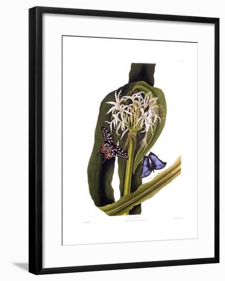Crinum Pedunculatum (Swamp Lily), with Butterflies-null-Framed Giclee Print