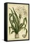 Crinum, Pl. CX-Phillip Miller-Framed Stretched Canvas