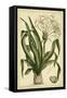 Crinum, Pl. CX-Phillip Miller-Framed Stretched Canvas