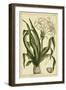 Crinum, Pl. CX-Phillip Miller-Framed Art Print